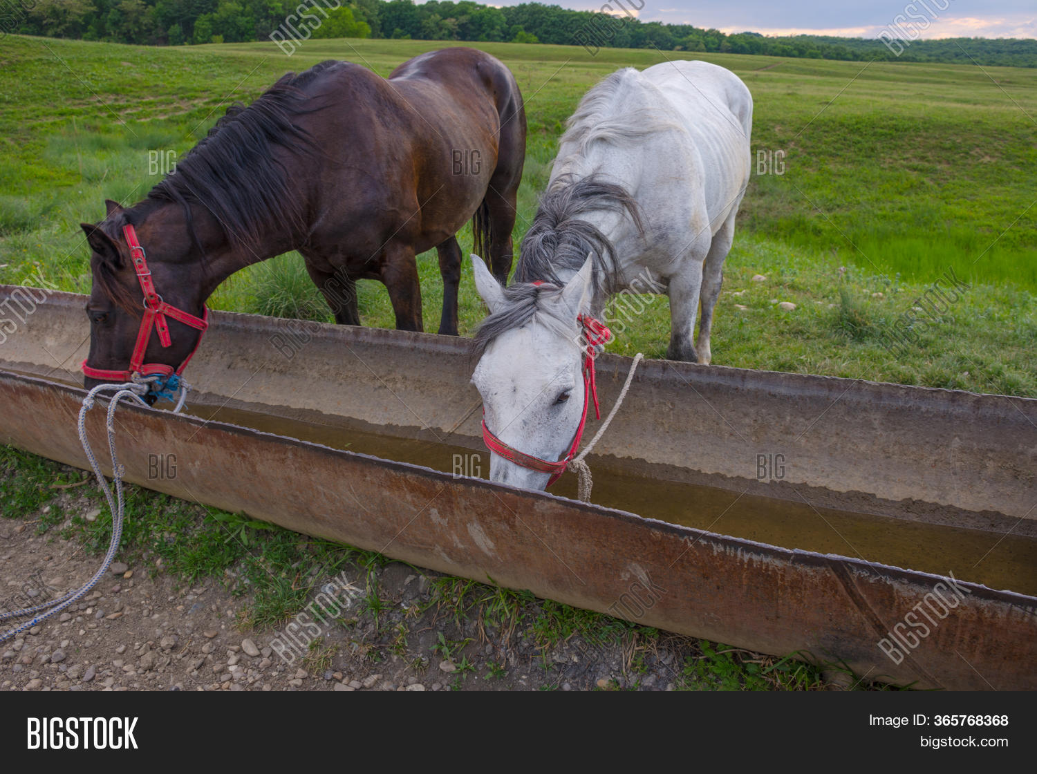 Horses Drinking Cold Image & Photo (Free Trial) Bigstock