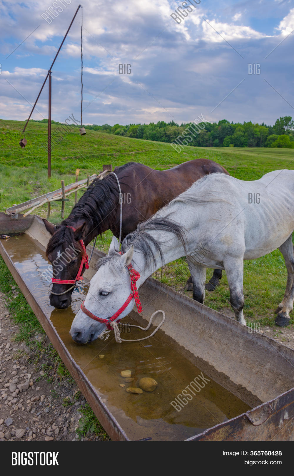 Horses Drinking Cold Image & Photo (Free Trial) Bigstock