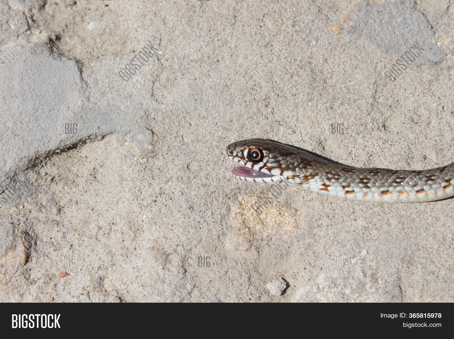Snake Open Jaws Image & Photo (Free Trial) Bigstock