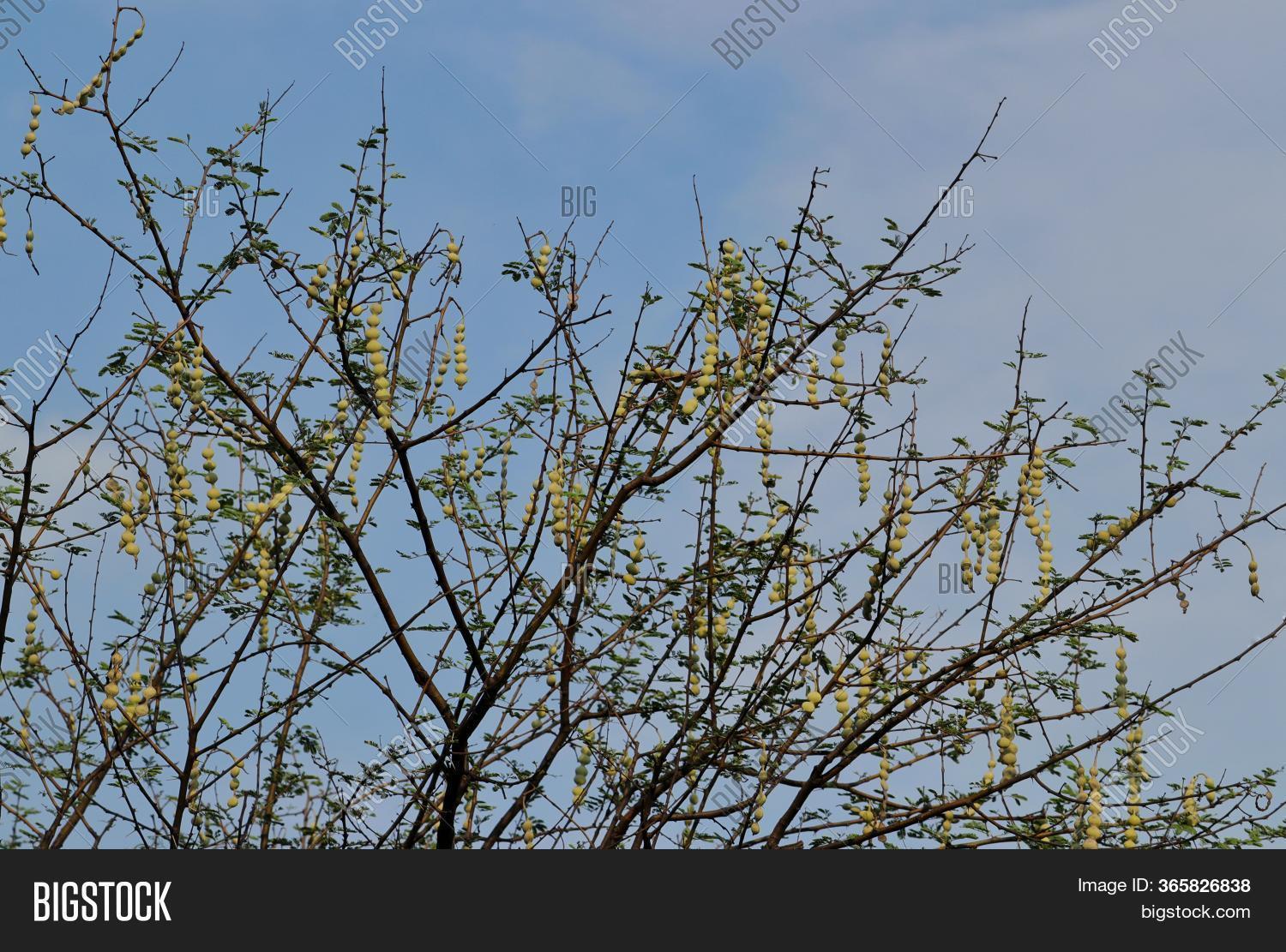 Gum Arabic Tree Babul Image & Photo (Free Trial) | Bigstock