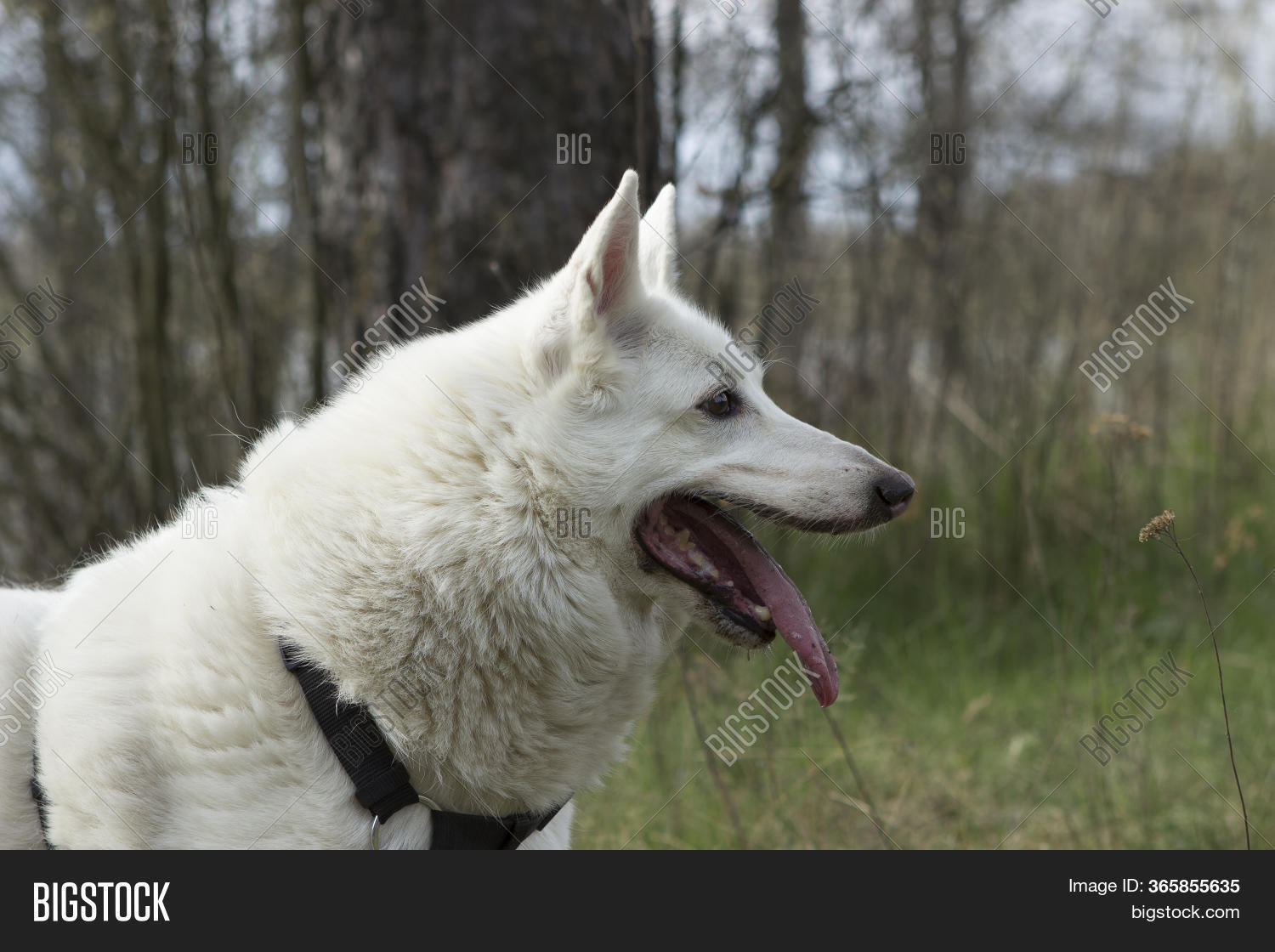 west siberian husky