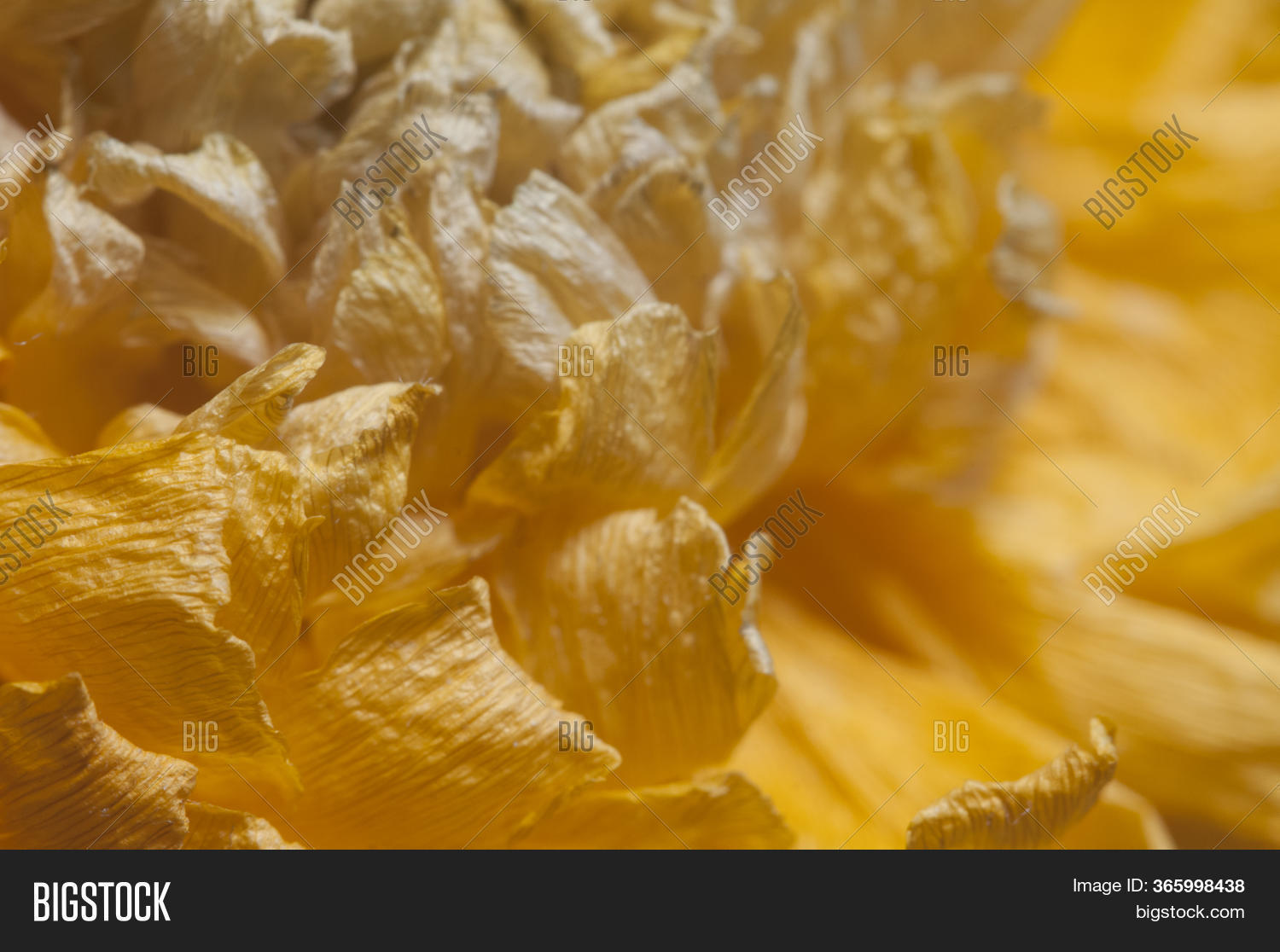 Dry Ranunculus Flower Image & Photo (Free Trial) Bigstock