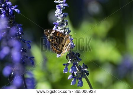 A Beautiful Brown Female Buckeye Butterfly With Large Eyespots And Orange Stripes On Its Wings Feedi