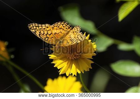 Beautiful Orange And Black Zerene Fritillary Butterfly Using Its Long Tongue To Feed On The Nectar F
