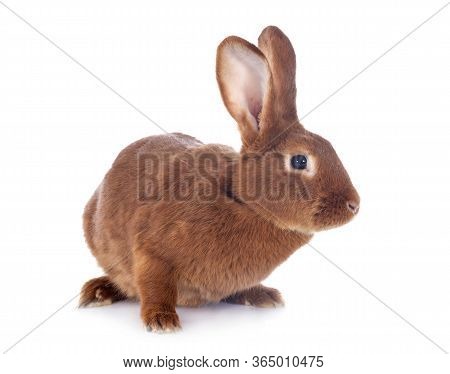 Fauve De Bourgogne Rabbit In Front Of White Background