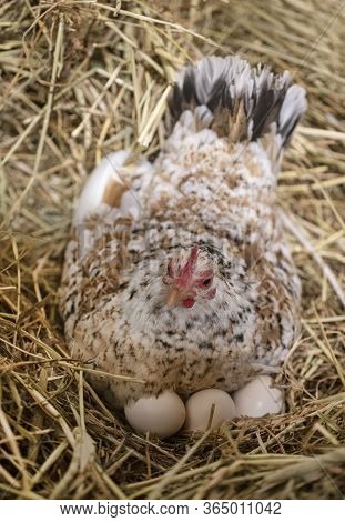Clutch And Serama Chicken On Her Nest