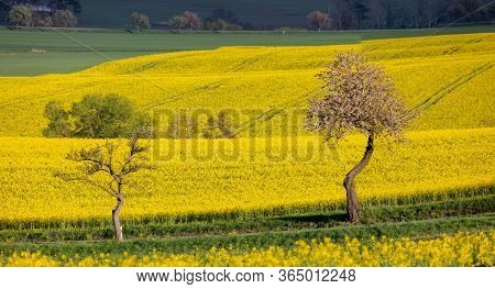 Curves And Lines Of Summer Rural Landscape With Rape Field And White Flowering Cherry Tree. Rural La
