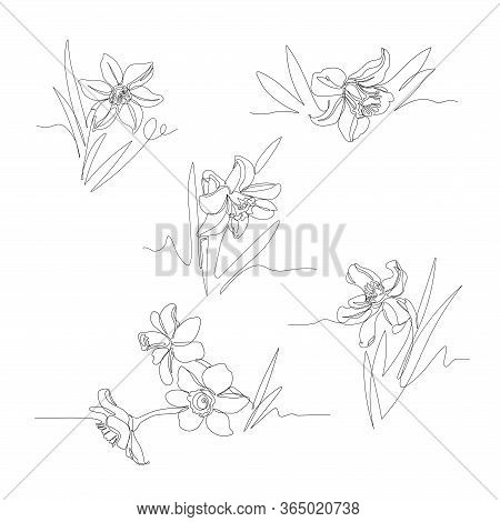 Set Of Narcissus Flowers, Symbol Of Spring, Youth, Easter, Ornament & Pattern For Wedding Cards, Vec