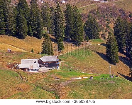 Alpine Pasture And Cattle Farm Alp Tschingla Below Churfirsten Mountain Range And Over Walensee Lake