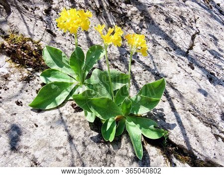Mountain Cowslip (primula Auricula), Auricula, Bear's Ear, Die Aurikel Oder Alpenaurikel, Planinski 