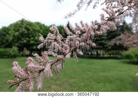 Half Opened Pink Flowers Of Tamarix Ramosissima In Mid May