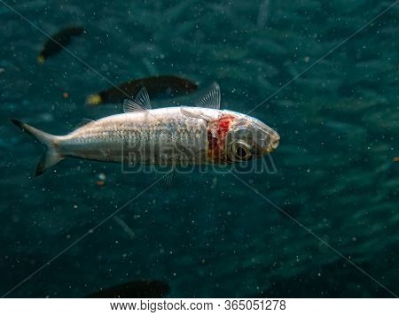 Dead Fish Floating Underwater. Massive School Of Fish In The Background.
