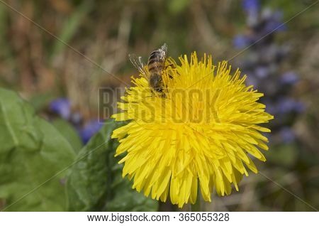 Close Up Macro Of A Yellow Taraxacum (also Known As Dandelion) Flower Head With A Bee Crawling Aroun