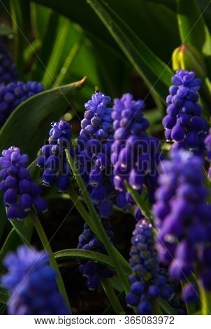 Beautiful Spring Landscape With Blue Muscari Flowers. Muscari Armeniacum Background. Blue Flowers Bl