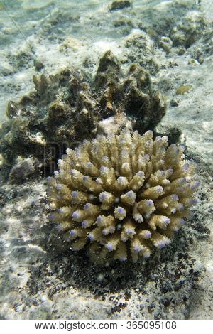 A Picture Of Acropora Coral In New Caledonia