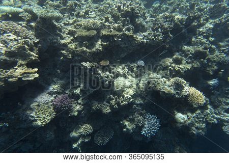 The Beautiful Coral Reef