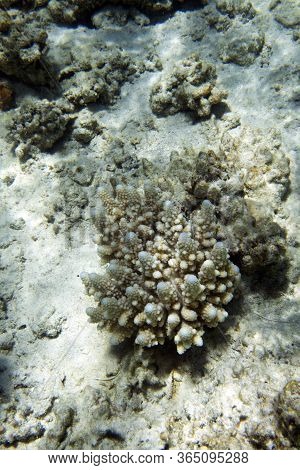 The Beautiful Coral Reef