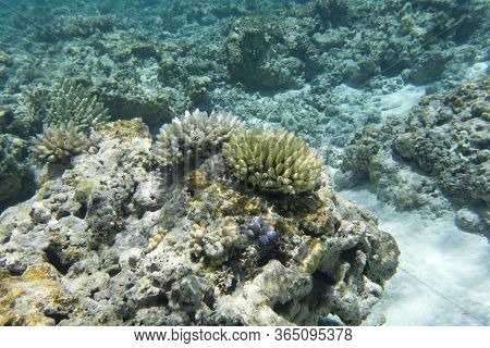 The Beautiful Coral Reef