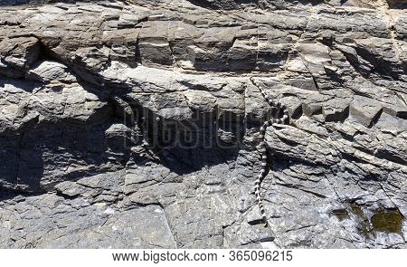 The New Caledonian Sea Krait On A Rock, New Caledonia