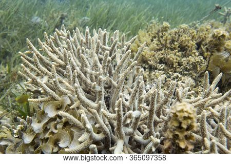 Close View Of Acropora Corals