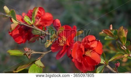 Bright Red Flowers On A Branch Of The Japanese Quince On A Blurry Green Background  In The Spring Ga