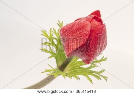 Closeup Image Of A Closed Red Anemone Coronaria De Caen 'hollandia' Flower Against A White Backgroun
