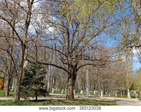 Perennial Acacia Spread Its Powerful Branches In Anticipation Of Spring In One Of The Sections Of Th