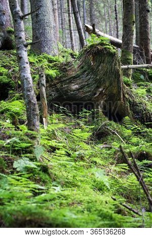 Old Stump Of A Large Tree Among Green Vegetation In A Foggy Forest. Old Stump Covered With Moss In T