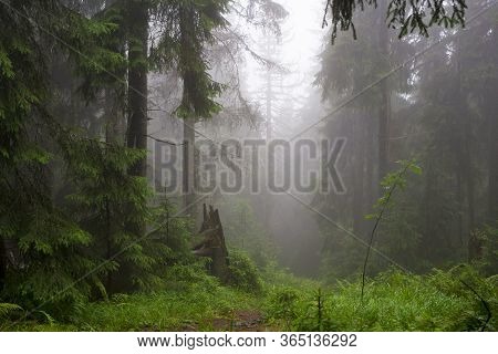 Mountain Path In A Coniferous Foggy Forest Among Moss And Bushes High In The Mountains. Beautiful My