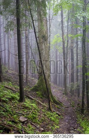 A Mountain Path In A Humid Foggy Forest In The Mountains. Fog In The Forest In The Mountains