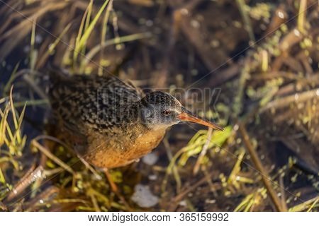 The Virginia Rai (rallus Limicola) Small Water Bird In The Marsh. Natural Scene From Conservation Ar