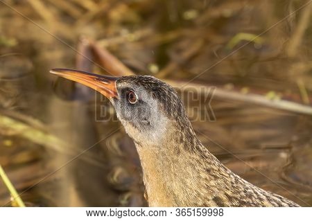 The Virginia Rai (rallus Limicola) Small Water Bird In The Marsh. Natural Scene From Conservation Ar