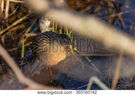 The Virginia Rai (rallus Limicola) Small Water Bird In The Marsh. Natural Scene From Conservation Ar