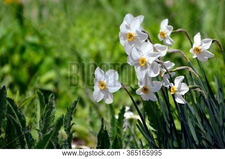 Narcissus Poeticus Flower On Green Background With Copy Space