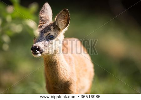 Młody Roebuck (capreolus capreolus)