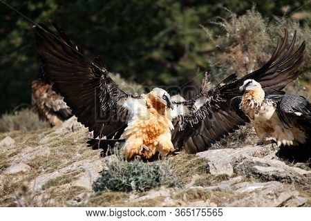 The Bearded Vulture (gypaetus Barbatus), Also Known As The Lammergeier Or Ossifrage On The Feeder. A