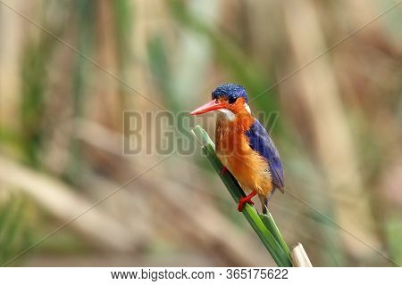 The Malachite Kingfisher (corythornis Cristatus) Sitting On The Reed. Kingfisher With Green Backgrou