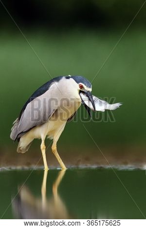The Black-crowned Night Heron (nycticorax Nycticorax), Commonly Night Heron With Green Background. N