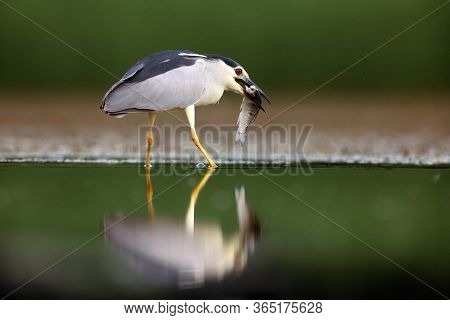 The Black-crowned Night Heron (nycticorax Nycticorax), Commonly Night Heron With Green Background. N