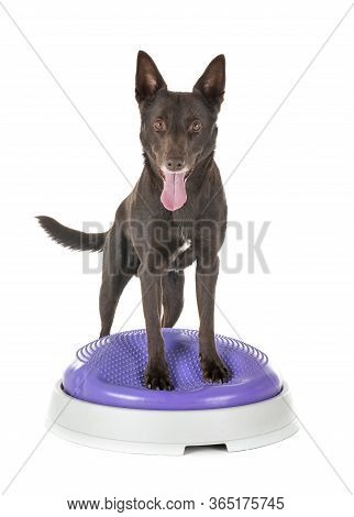Australian Kelpie In Front Of White Background