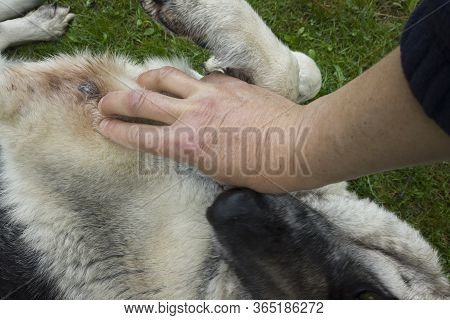 Vet Hand Checking A Dog Leg Corn, Outdoor Close Up