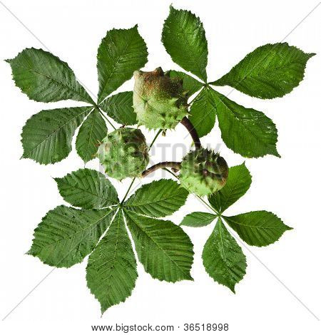 Foglia dell'albero di ippocastano (Aesculus hippocastanum) su sfondo bianco