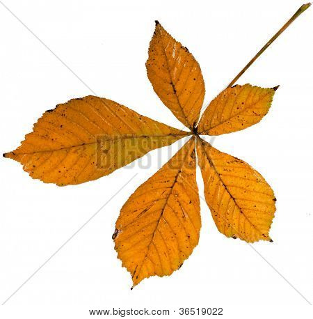 Liść kasztanowiec (Aesculus hippocastanum) na białym tle