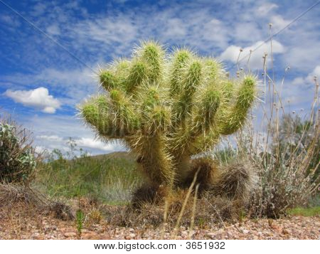 Arizonian Cholla Cactus