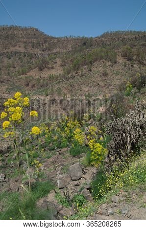 Landscape With Plants Of Ferula Linkii In Flower.