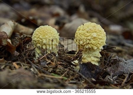 Golden Yellow Mushroom - Floccularia Straminea, Floccularia Luteovirens - Critically Endangered