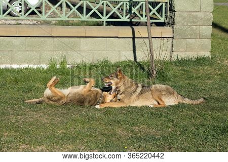 Two Fawn Dogs In Collars Play, Jokingly Bite Each Other, Wallowing On The Grass