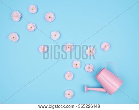 Delicate Pink Flowers And Watering Can On Blue Background. The View From The Top.