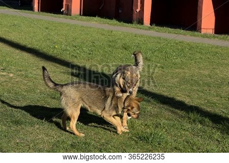 Two Dogs In Collars Run On The Grass Lawn And Play, As A Joke They Bite Each Other