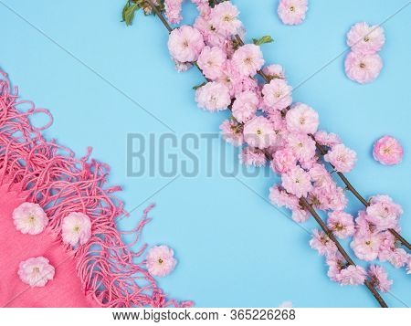A Branch Of A Flowering Almond Women's Tippet On A Blue Background. The Sakura Flowers. The View Fro